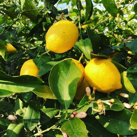 yediveren limon yetiştiriciliği